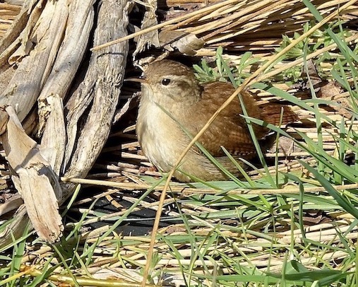 wren